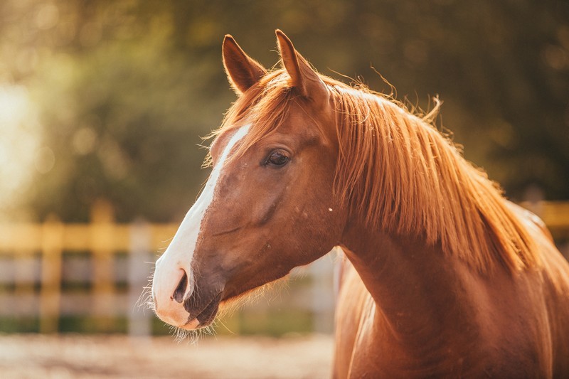 The Truth About Intramuscular Banamine | 3H Mobile Equine Vet